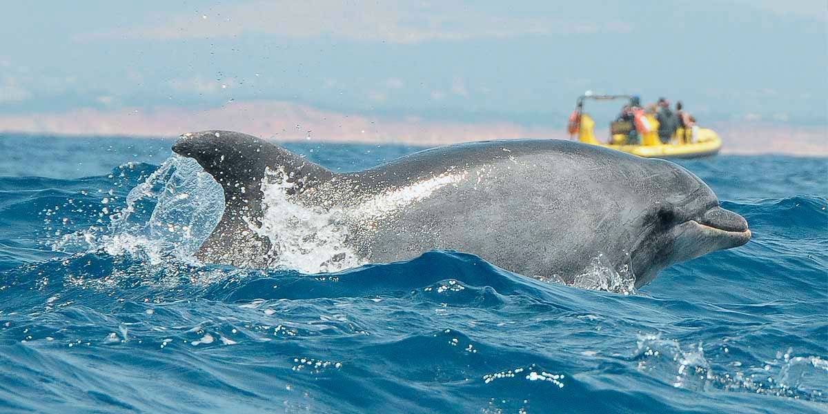 Delfines Algarve 1