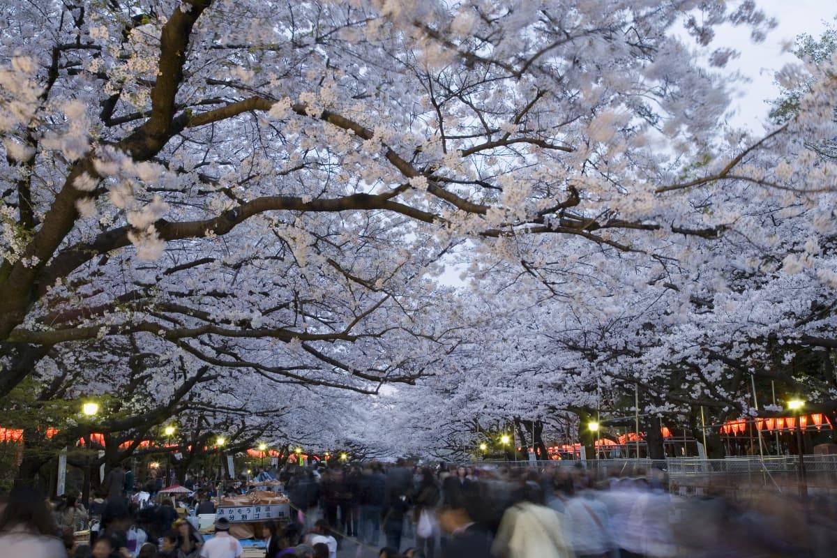 Ueno Park Bloom