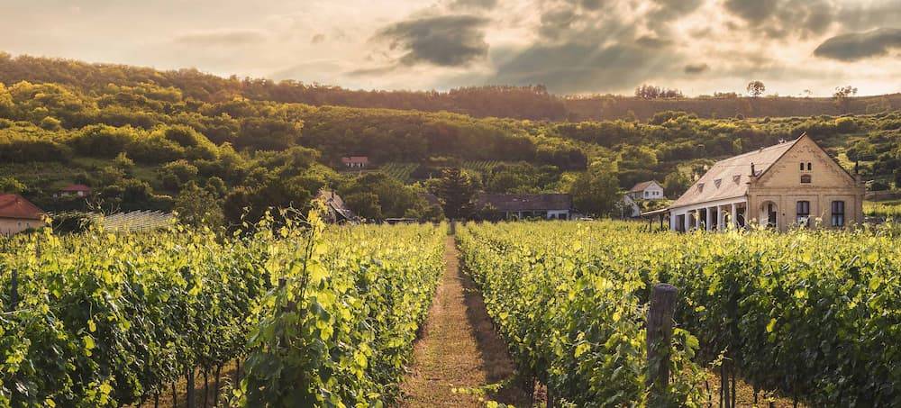 Excursion A La Toscana Degustacion De Vinos