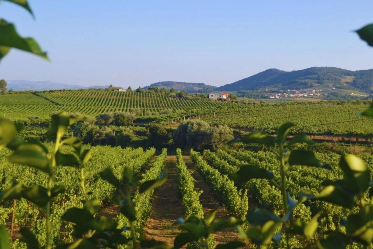 Douro Valley Wine Tours