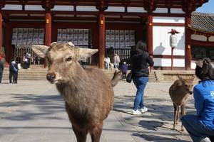 Nara From Osaka