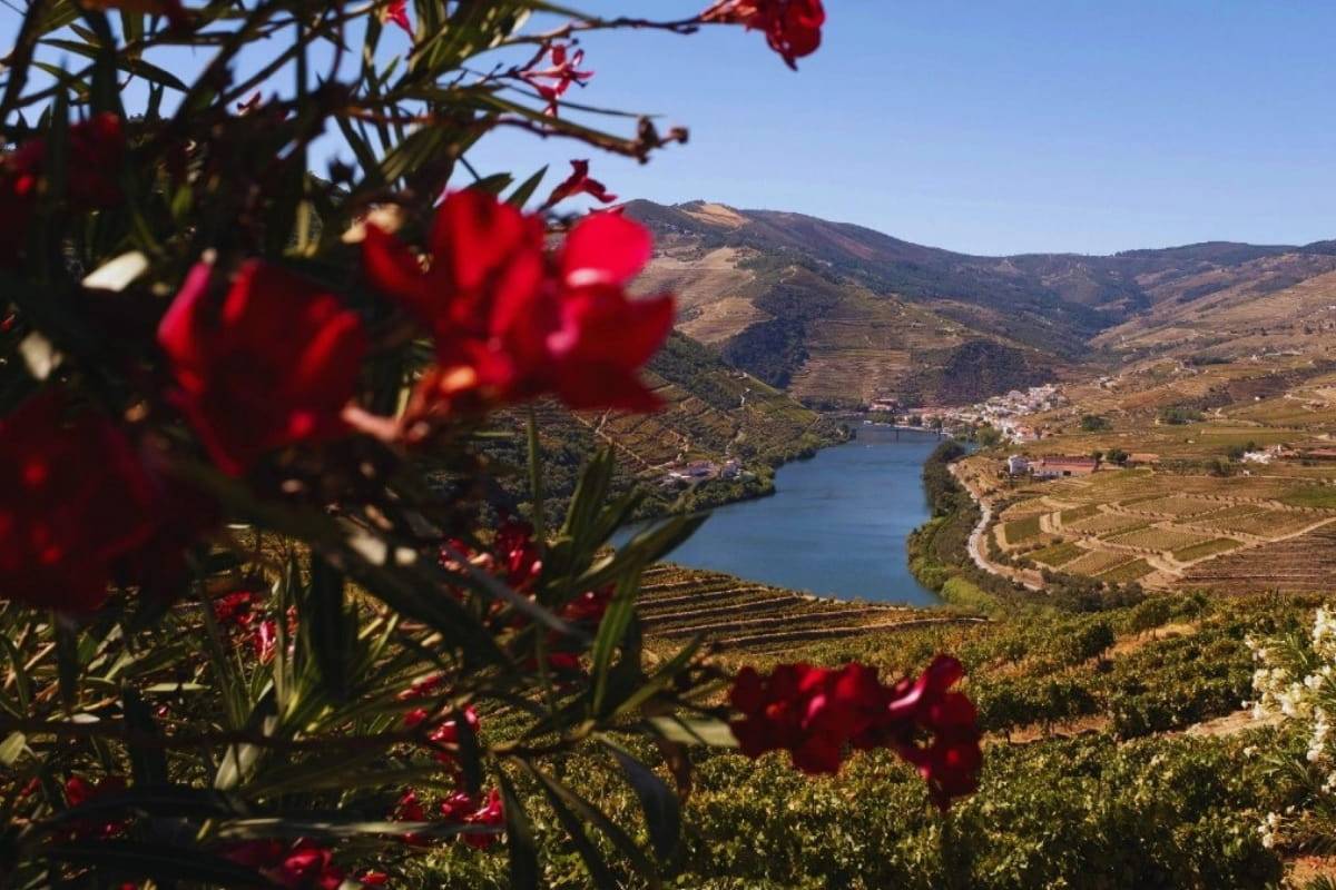 Portugal Wine Tours