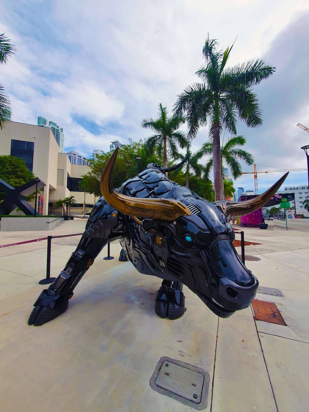 Bull Miami