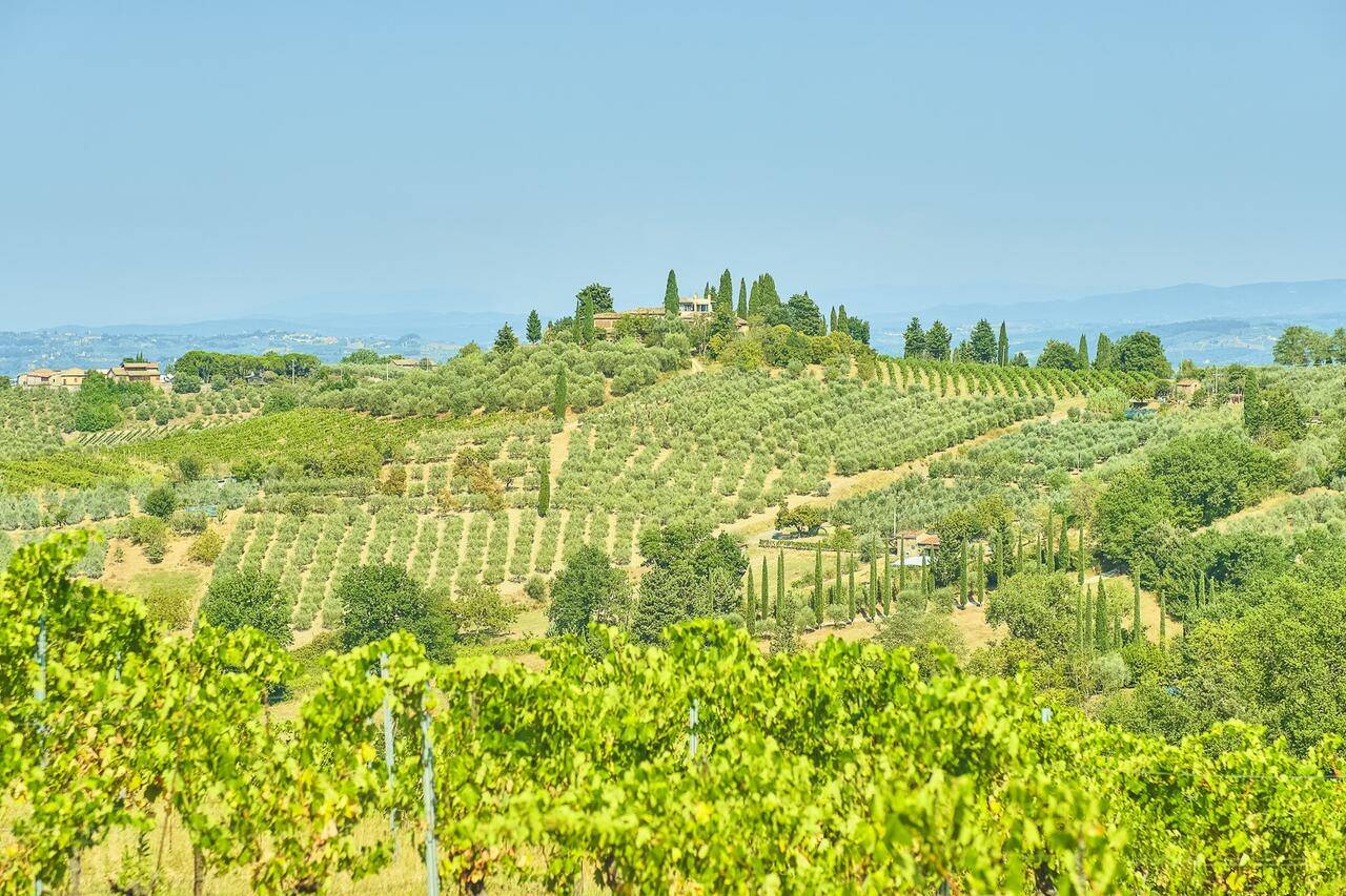 Viñedos Toscana