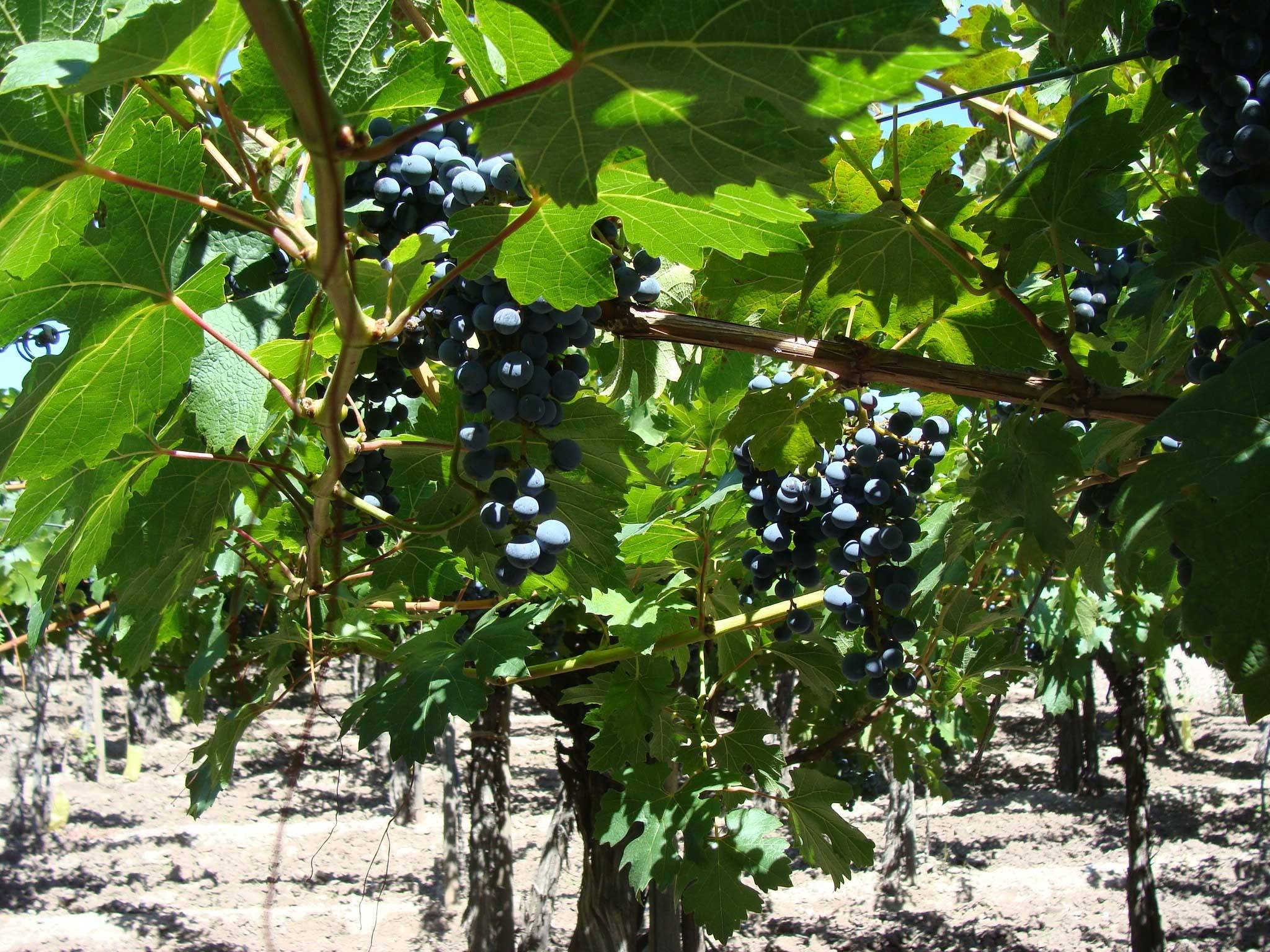 Cousino Viña
